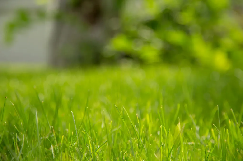 Dallas Lawn Care: What Grass Grows in Shade?