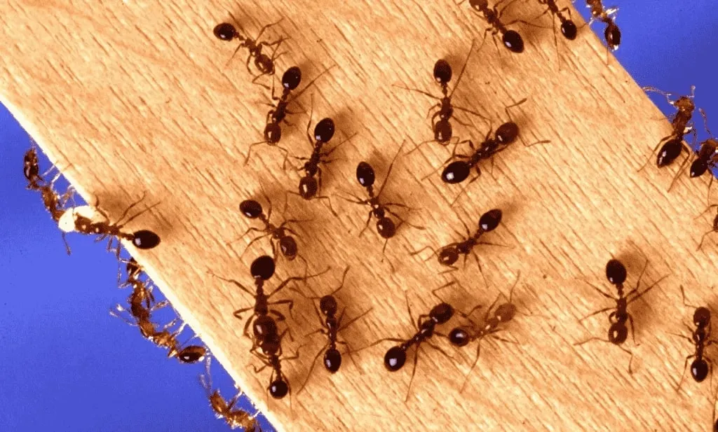 How to Get Rid of Ants: 6 Pro Tips for Lasting Control