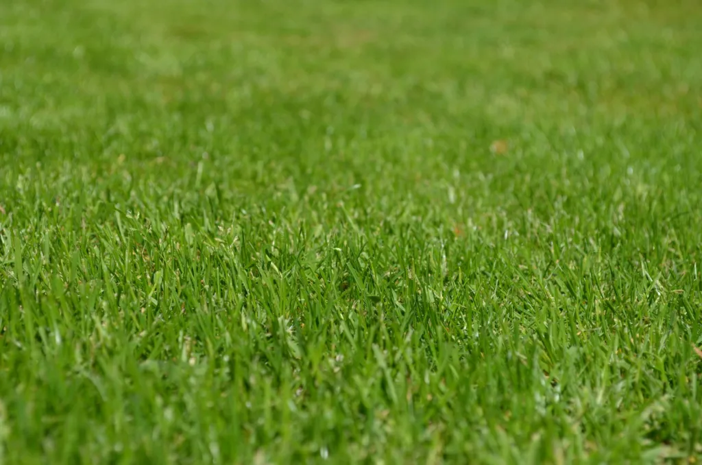 A close-up of green, healthy Bermuda grass in Plano