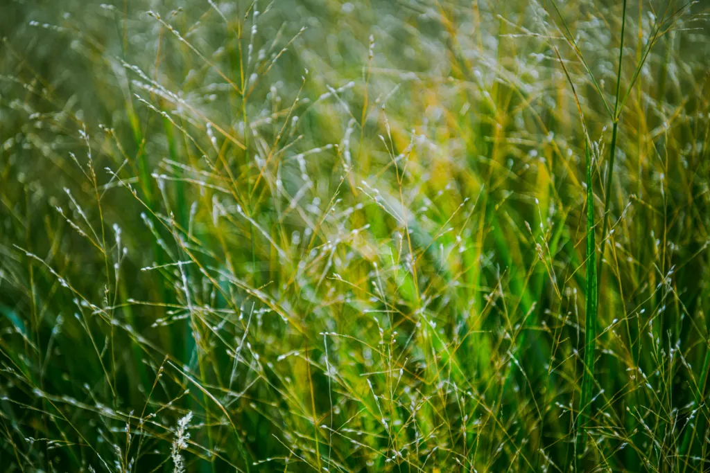 Why It’s Difficult to End the Lawn Battle With Nutsedge Weed